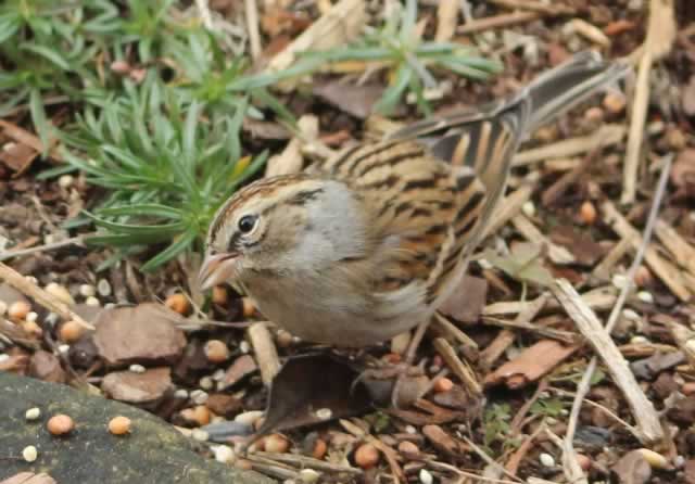 A questioning sparrow, in East Texas
